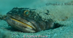 San Diver @ Crash Boar Pier.  Nikon D7000, Nikon 60mm, 2 ... by Frankie Rivera 
